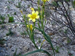 Moraea ochroleuca long leaves